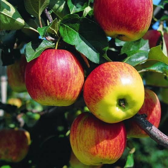 Apples: Estivale  - 1kg