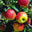 Apples: Estivale  - 1kg