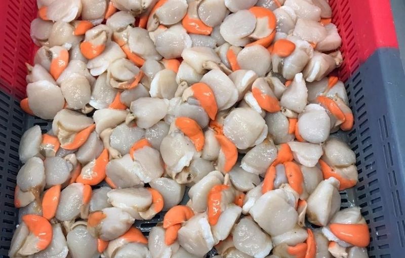 Shellfish: Scallops x 12