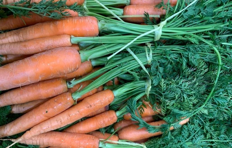 Bunched Carrots (500g)