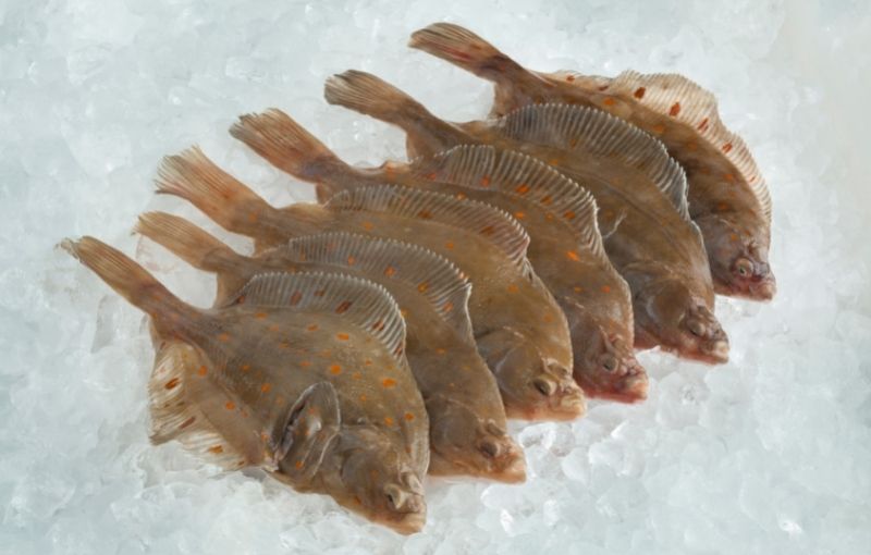Fish (Rex Down): Fresh plaice fillets 300g