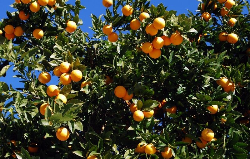 Oranges: Seville per KG