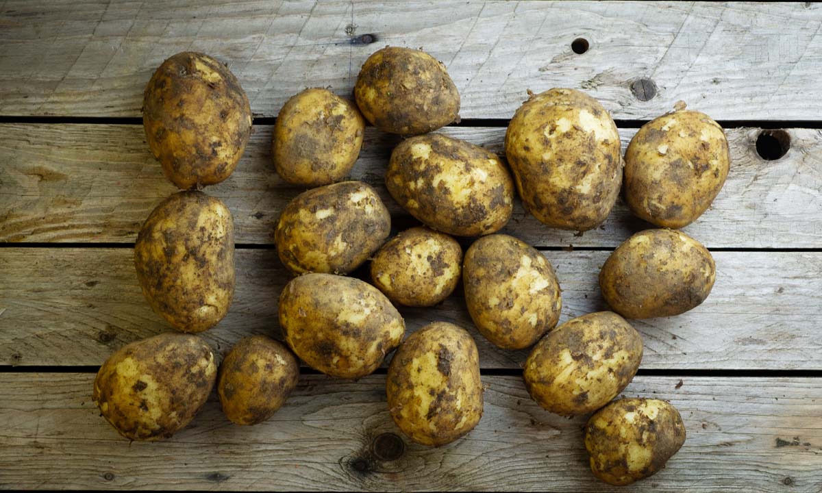 Potatoes: Cornish new - 1kg