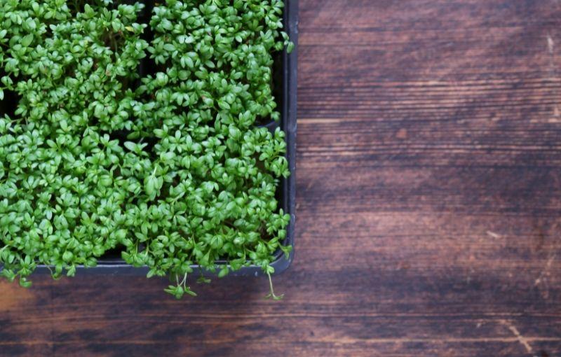 Herbs: Salad cress (subscription)